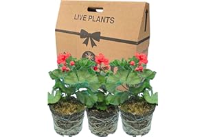 VERDANT LIVING Geranium Plants Live for Planting - 3 Large 1ltr Pot Size Garden Ready, Well Rooted, Established Pot Bedding. Add Flower Colour to Containers, Baskets, Patio & Beds. Red Flowers, Purple-Green Leaves.