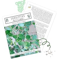 Eukalyptus Samen winterhart (Eucalyptus Gunnii) - schnellwachsend & immergrün - angenehmer Duft gegen lästige Mücken