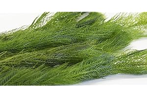 LINCOLNSHIRE POND PLANTS LTD Lincolnshire Pond Plants - Milfoil Oxygenating Pond Plant (2 Bunch)