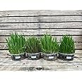 Ready-to-Eat Cat Grass Meadows – 4 Live Plants Ideal for Cats | 4 Varieties: Wheat, Barley, Rye, Oats | Supports Digestion, Enhances Well-Being | Natural Source of Fiber, Vitamins, and Minerals