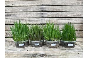 GENERIC Ready-to-Eat Cat Grass Meadows – 4 Live Plants Ideal for Cats | 4 Varieties: Wheat, Barley, Rye, Oats | Supports Digestion, Enhances Well-Being | Natural Source of Fiber, Vitamins, and Minerals