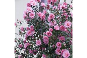 GARDENS4YOU Camellia Japonica Pink - 1 Shrub