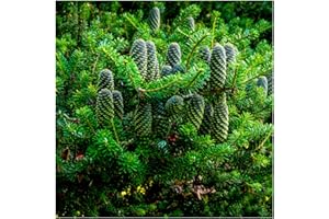 1 Korean Fir Tree/Abies Koreana, 15-20cm Tall, Very Popular Ornamental Plant 3fatpigs®
