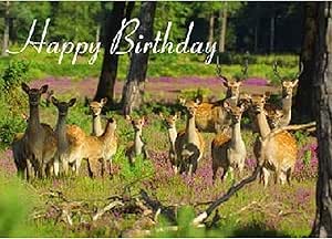 Rmg Wildlife Images Joyeux Anniversaire Cerf Carte De Vœux Multicoloured Taille Unique Amazon Fr Fournitures De Bureau