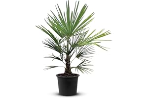 Tropictrees Trachycarpus Fortunei palmier à chanvre avec une hauteur de tige de 20-30 cm | Hauteur 130cm | feuilles vertes | Paume pour l'intérieur et l'extérieur