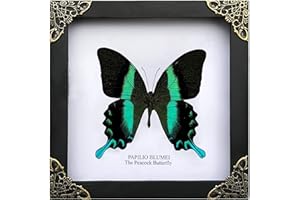VINATIMES Real Framed Peacock Butterfly Moth Dead Insect Dried Bug Shadow Box Frame Taxidermy Specimen Display Oddity Tabletop Wall Hanging Home Decor K16-23-TR