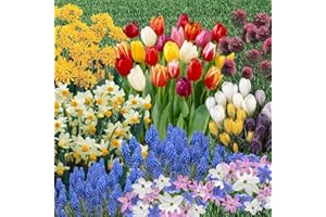 YOUGARDEN You Garden - 300 x Spring Flowering Bulb Mixed Pack, 300 Bulbs, 7 Varieties, Bulk Buy Collection