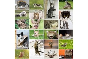Gatti divertenti: set di 20 cartoline con gatti divertenti, carini, malvagi e divertenti (20 motivi diversi) per collezionisti e postcrossing di Edition Colibri