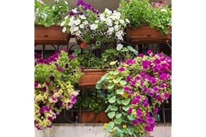 LEGUTKO Mezcla de semillas de planta de balcón