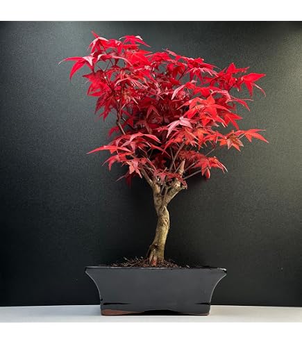 lego bonsai lights BOOZUU Light Kit for LEGO? Bonsai Tree 10281 (Pink): Enhance Your Display main image 1