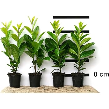 Kirschlorbeer für Hecken Cont. 120 - 150 cm: Amazon.de: Garten