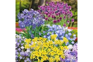 THOMPSON & MORGAN 300 Spring Flowering Bulb Collection - 300 Hardy Bulbs for Borders & Containers, Includes Alliums, Chionodoxa, Ipheion & More for Continuous Blooms by Thompson and Morgan