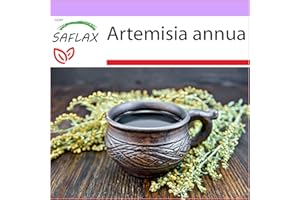 SAFLAX - Ajenjo dulce Qing Hao - 250 semillas - Artemisia annua