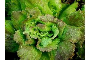 MES GRAINES POTAGÈRES Lote de 500 Semillas de Lechuga de Invierno Marrón - Variedad Antigua y Rústica - Resistente al Frío - Rica en Nutrientes - Ensalada Crujiente - Garantía de Germinación - 100% Reproducible