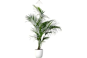 ‎PARUS BY VENSO Parus by Venso SUNLiTE XL LED Vollspektrum Pflanzenlampe Weiß 25W Indoor Plants Pflanzen Beleuchtung, mit ausziehbarem Teleskopstab, Parus Pflanzenlampe für große und kleine Zimmerpflanzen