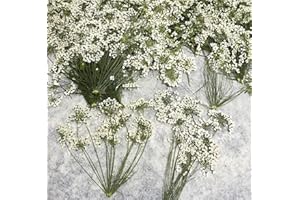 HANDI-KAFU 12 Stück weiße Queen Anne's Lace mit Stiel Echte natürliche getrocknete gepresste Blumen für Harz Kunst Handwerk DIY