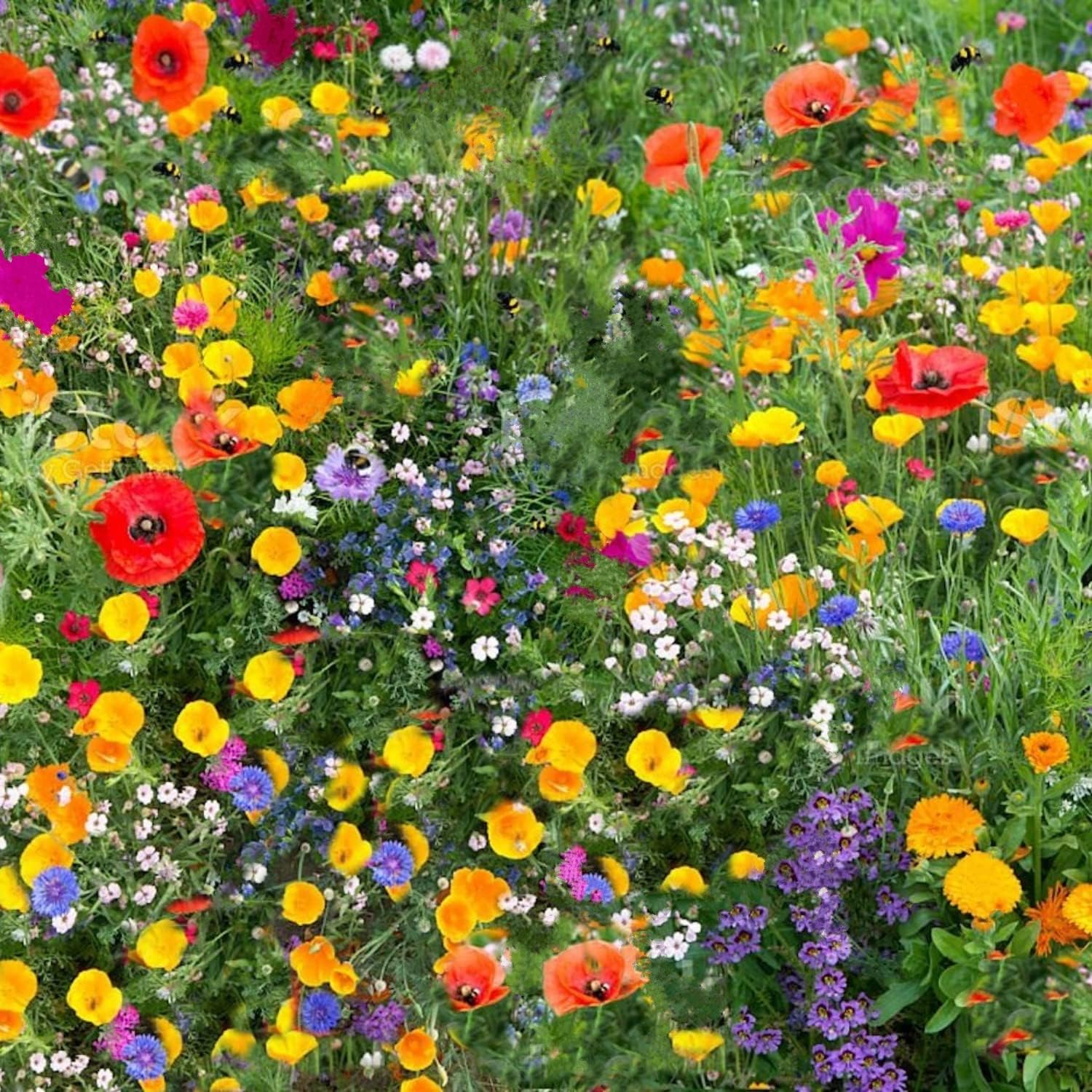Wildflower Seeds More Than 21 Pure Seeds Scented NO Grass Bee Butterfly Mix Meadow Garden UK Seed (Covers up to 25m²)