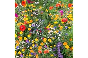 DAMAVAND PRO Wildflower Seeds More Than 21 Pure Seeds Scented NO Grass Bee Butterfly Mix Meadow Garden UK Seed (25 Square Meter)