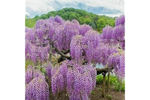 Glicine "Wisteria" pianta rampicante in vaso ø20 cm h. 170/200 cm con canna Vivaio di Castelletto