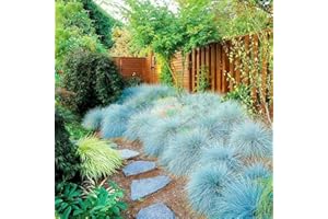 C-LARSS 200 Pièces/Sac Graines D'herbe De Fétuque Bleue, Aménagement Paysager Viable à Haut Rendement Festuca Glauca Plantations De Bonsaï De Jardin Pour Balcon Graines de fétuque bleue