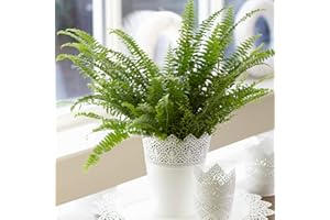 GARDENERSDREAM Fougère de Boston - Plante d'intérieur pour la Maison ou le Bureau -de 25 à 35 cm (pot inclus)