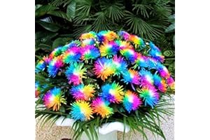 Saterkali Semillas de crisantemo arcoíris, 500 piezas Semillas de crisantemo arcoíris Llamativas Semillas de bonsái de balcón coloridas resistentes a la sequía para jardín Semillas de crisantem