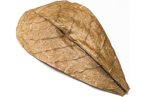 Forest Aquatics 10 Pack Indian Almond Leaves for Shrimp, Snails & Tropical Fish 15-20cm
