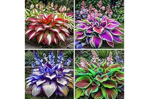 IOUPLIUKDF Bulbos de hosta,hosta perenne,hosta fácil de cultivar,hosta híbrida-6bulbo-D