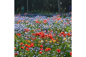 HUA XIAN ZI Wildblumensamenmischung, einfach zu züchtende robuste mehrjährige Blumensamen, großartige Allzweckmischung, ideal für Blumenbeete und Grenzen, Töpfe und Terrassenbehälter (100.000-1.000.000+)
