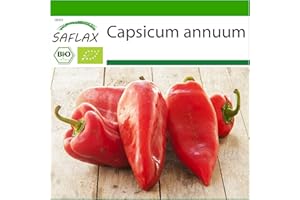 SAFLAX - BIO - Poivron - Red Marconi - 20 graines - Avec substrat de culture aseptique - Capsicum annuum