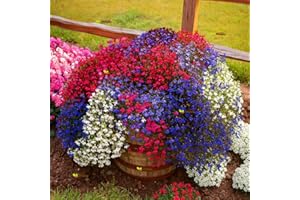 HAPPY GREEN SHOP Trailing Lobelia Cascade Mix 7000 Seeds + Plant tag Lobelia Pendula Balcony Flower