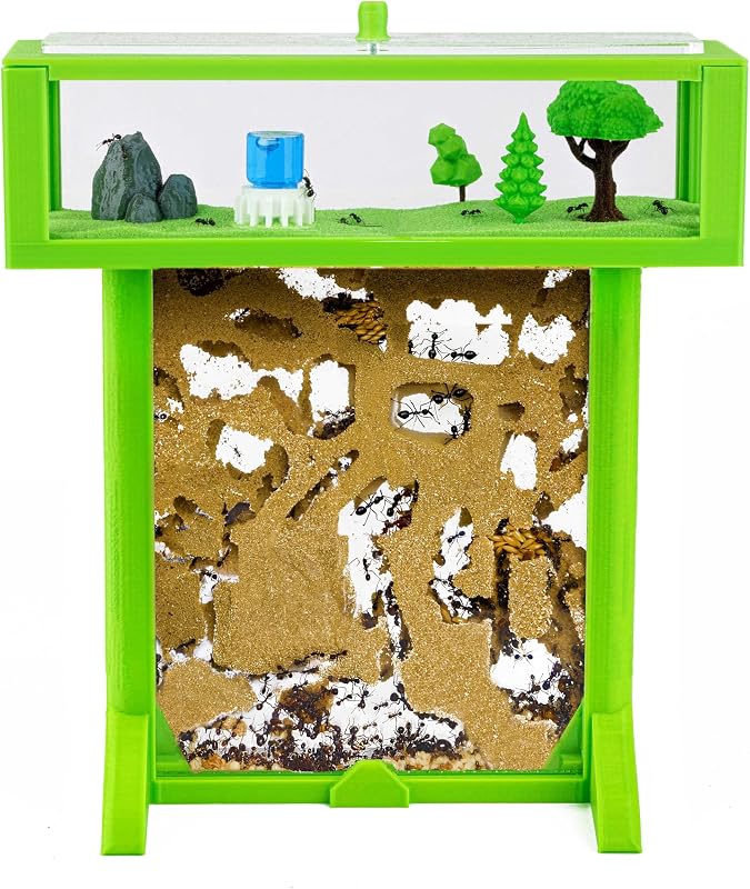 Anthouse.es - Kit Hormiguero Acrílico de Arena en Forma de T 3D - Sándwich y Caja de Forrajeo - Hormiguero con Hormigas Vivas Incluidas (Reina, Obreras, Huevos y Larvas) - Color Verde