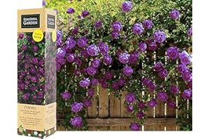 BLUE MAGIC DESIGN 1 Purple Climbing Rose Bare Rooted Plant Bush, 30-40cm Tall Fragrant Shurb, Trellises Outdoor Landscape Aroma Flowers Archway Garden Fences Pergola