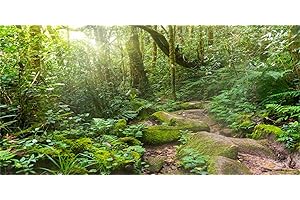 MIRRORANG 180x46cm Terrarium Background Tropical Aquarium Background Green Huge Tree Sunshine Stone Path Rainforest Reptile Habitat Background Vinyl