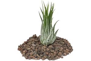 Exotenherz - Tillandsia scarposa - lose Pflanze