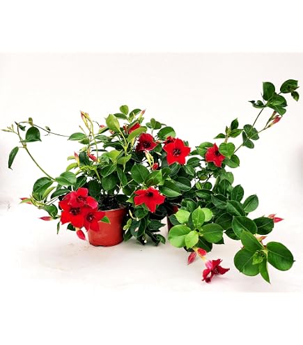 Pianta Di Dipladenia Rampicante In Vaso 17 Cm – Rosa, Vera, Per Esterno, Da EGarden.store
