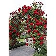 Radiant Vivid Red Climbing Rose in A 3 Lt Pot for Outdoor Gardening, Gifting, Garden Walls, Pillars, Arches & Trellises