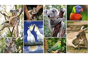 Set de cartes postales comprenant 8 cartes d'animaux d'Australie (koalas, cacatoès, kangourous etc.) de l'Edition Colibri