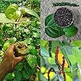 Golden Bloom Black pepper tree live plant/Piper nigrum Plant/Kali Mirch Tree Plant (Pack of 1)