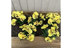 Garden 365 Artificial Pansy ​Flowers - Fake Plants for Outdoor ​or​ Indoor Use - Faux Flower Decorations ​with Fade Resistant Colour - POTS NOT INCLUDED (5 Pack - Yellow)
