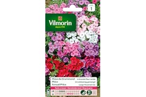 Vilmorin Phlox de Drummond a grande Fleur variee code 1 - Multicolore - 40 cm