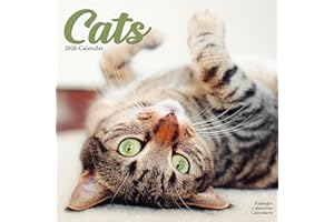 Cats 2026 Calendar | Square Wall Calendar | Cat Gift | Plastic Free Packaging | by Avonside Publishing