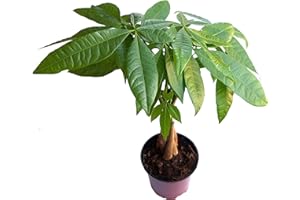 Verdecora Pachira Aquatica | Árbol del dinero | Castaño de Guayana | Perfecto para decorar tu hogar | Planta natural exótica en maceta Ø12cm (Altura total aproximada 35-40cm)