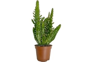 CLOUDS HILL SUCCULENTS Drooping Prickly Pear (Opuntia monocantha) Potted Easy Care Cactus House Plant (6cm Plastic Pot)
