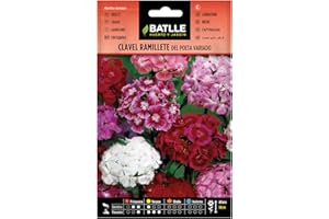 Semillas Batlle - Clavel RAMILLETE del Poeta Vdo.