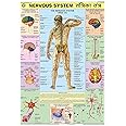 HPM04 | TeachingNest | Nervous System Chart 70x100 cm | English & Hindi Combined | Human Physiology Chart | Laminated | Wall Sticking teachingnest and Human Physiology Charts
