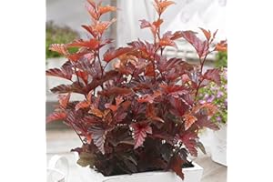 GARDENERSDREAM Physocarpus Little Angel Ninebark Compact Deciduous Flowering Garden Shrub (10-30cm (Incl. Pot))