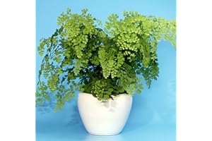 GARDENERSDREAM Adiantum fragrans Delta Plante Tropicale Cheveux de Vénus Fougère d'Intérieur Vivante| Pot de 12 cm