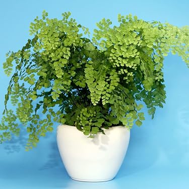 Mélange 5 Fougères GardenersDream - Plantes Vivaces Résistantes Hiver - Couvre-sol Jardin & Balcon - Pot 9cm