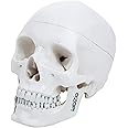 LABZIO Life-Size Human Skull Model — 4-Part Anatomical Skull with Removable Teeth, Calvarium & Articulating Jaw | Ideal for Dental Study, Patient Education & Anatomy Learning